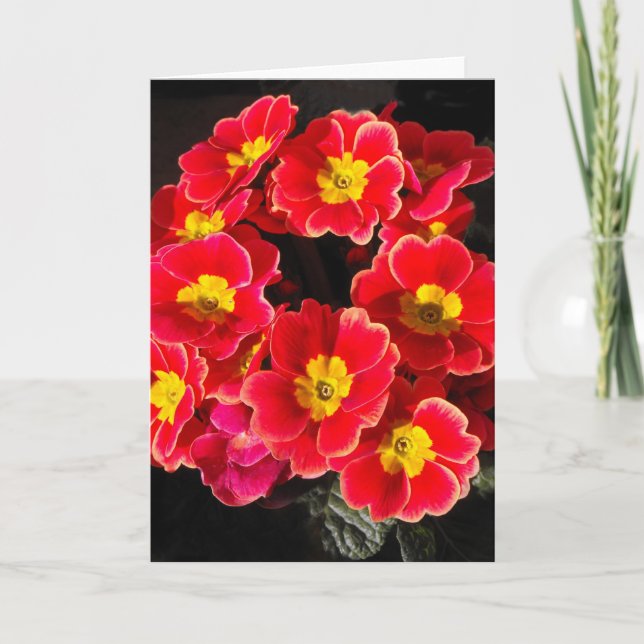 Tarjeta Festiva Primula en primavera (Anverso)