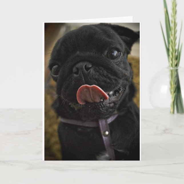 Tarjeta Festiva pug negro lamiendo (Anverso)
