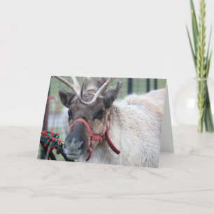 Tarjeta Festiva ¡Quería nieve!