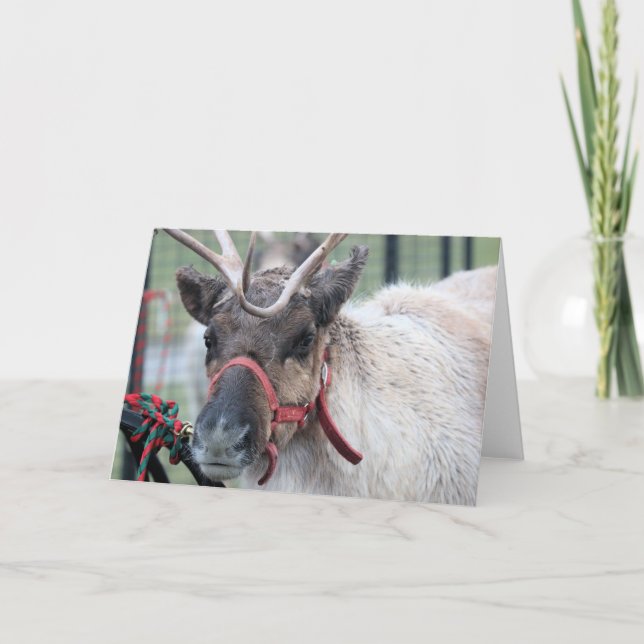 Tarjeta Festiva ¡Quería nieve! (Anverso)