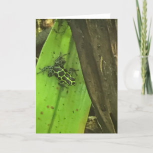 Tarjeta Festiva Rana verde venenosa