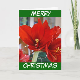Tarjeta Festiva Red Amaryllis