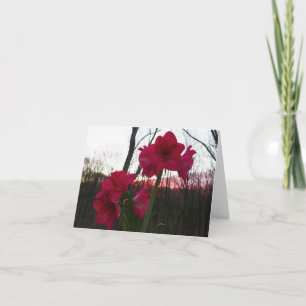 Tarjeta Festiva Red Amaryllis y el amanecer invernal