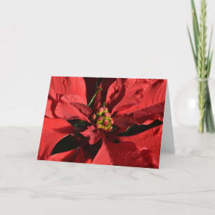 Tarjeta Festiva Red Curly Poinsettia