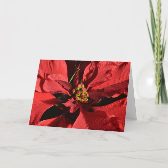 Tarjeta Festiva Red Curly Poinsettia (Anverso)