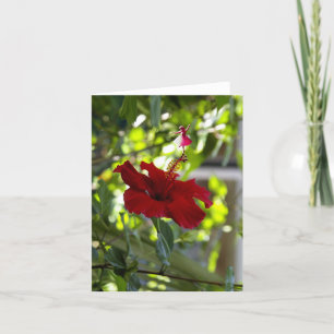 Tarjeta Festiva Red Hibiscus Shadow Fairy
