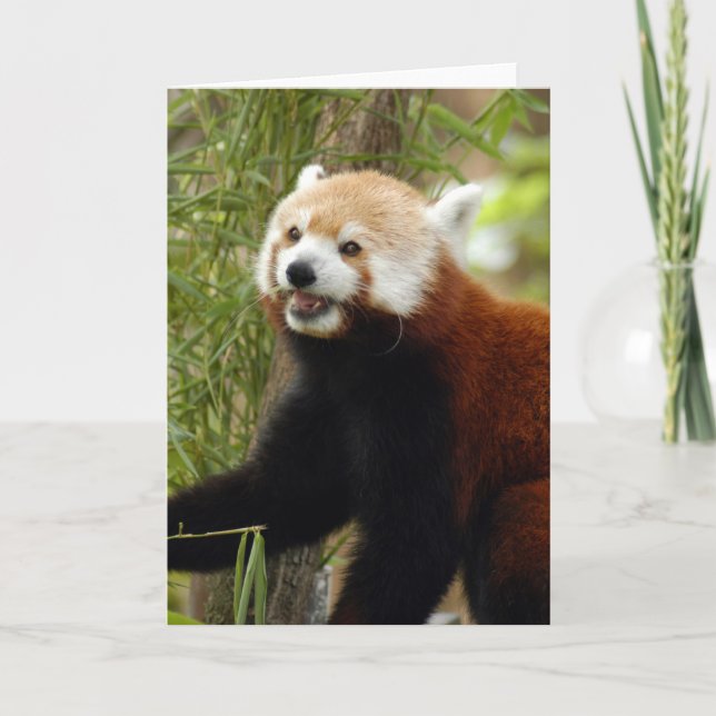 Tarjeta Festiva red-panda-033 (Anverso)