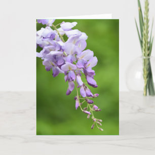Tarjeta Festiva Reflexiones Wisteria