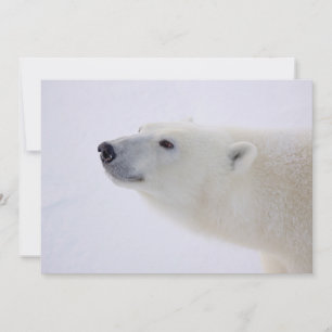 Tarjeta Festiva Retrato de oso polar