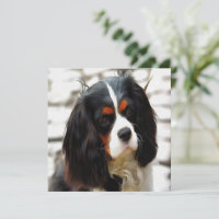 Retrato De Un Rey Charles Cavalier Spaniel