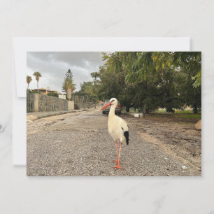 Tarjeta Festiva Retrato de una cigüeña