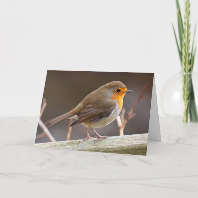 Tarjeta Festiva Robin europeo amigable (Anverso)