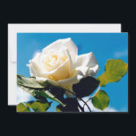 Tarjeta Festiva Rosa Blanca - Celebrando la Vida<br><div class="desc">Rosa blanca bajo cielo azul. La vibrante foto de un hermoso rosa floreciente hace un gran regalo de arte floral en la pared. La belleza tranquila de la rosa blanca refleja nuevos comienzos, pureza, lealtad e inocencia. Las rosas blancas simbolizan el amor joven que la novia tiene por su cónyuge....</div>