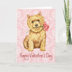 Tarjeta Festiva Rosa de San Valentín Norwich Terrier