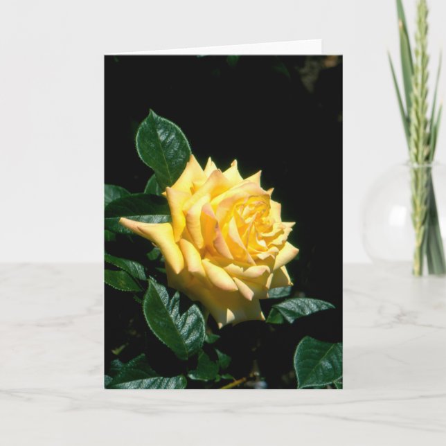 Tarjeta Festiva Rosa de té híbrido Grandpa Dickson (Anverso)