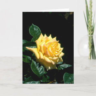 Tarjeta Festiva Rosa de té híbrido Grandpa Dickson