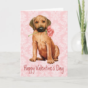 Tarjeta Festiva Rosa de Valentine Rhodesian Ridgeback