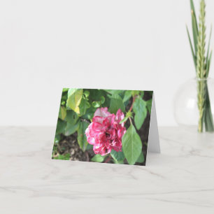 Tarjeta Festiva Rosa en el jardín