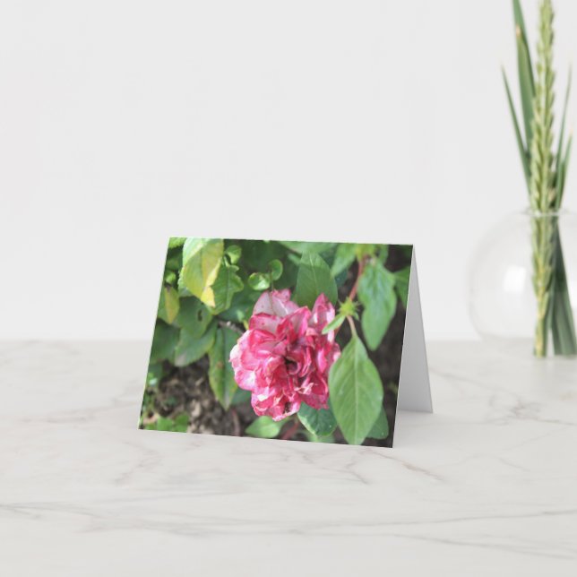 Tarjeta Festiva Rosa en el jardín (Anverso)