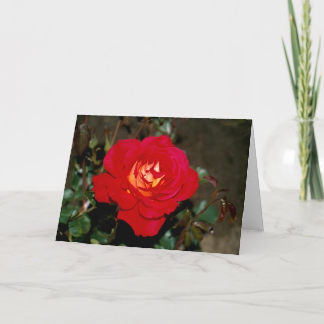 Tarjeta Festiva Rosa híbrido de té Rosy Cheeks (Anverso)