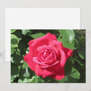 Tarjeta Festiva Rosa Roja