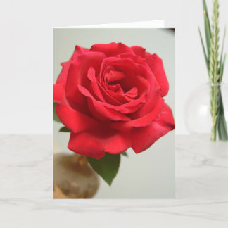 Tarjeta Festiva rosa rojo