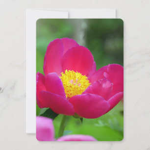 Tarjeta Festiva Rosa rosa caliente