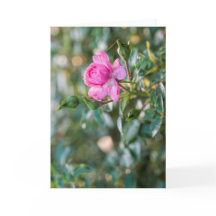 Rosas Rosa Rosa Rosa De Otoño Florencia Flor Flor 