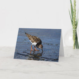 Tarjeta Festiva Ruddy Turnstone buscando comida