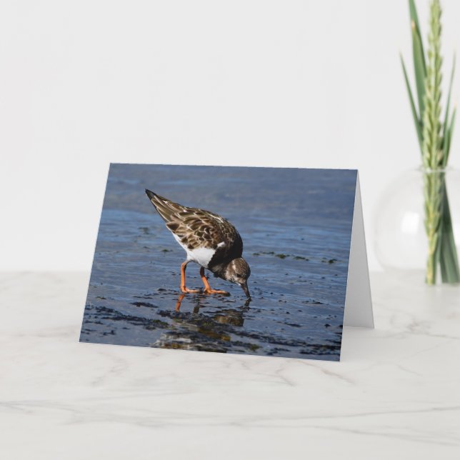 Tarjeta Festiva Ruddy Turnstone buscando comida (Anverso)