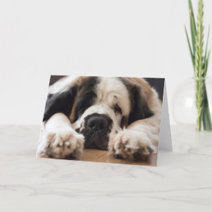 Tarjeta Festiva Saludo fotográfico del perro de San Bernardo