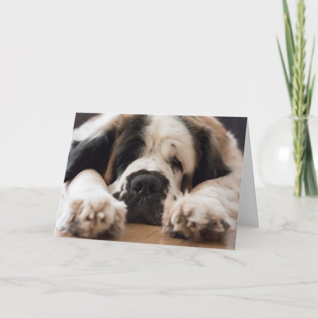 Tarjeta Festiva Saludo fotográfico del perro de San Bernardo (Anverso)