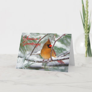Tarjeta Festiva Saludos - cardenal septentrional en árbol de pino