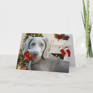 Tarjeta Festiva Saludos navideños de Weimaraner