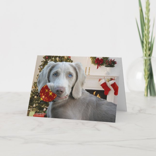Tarjeta Festiva Saludos navideños de Weimaraner (Anverso)