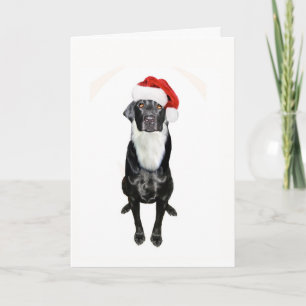 Tarjeta Festiva Santa Paws
