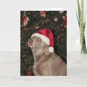 Tarjeta Festiva Santa Paws - Navidades de un perro de Weimaraner