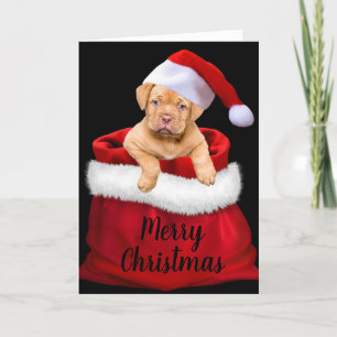 Tarjeta Festiva Santa Puppy