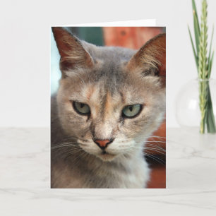 Tarjeta Festiva Se encontró gato perdido en tornado