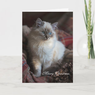Tarjeta Festiva Seal Tabby Ragdoll