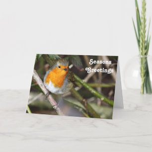 Tarjeta Festiva Seasons Greetings Robin Bird In Tree