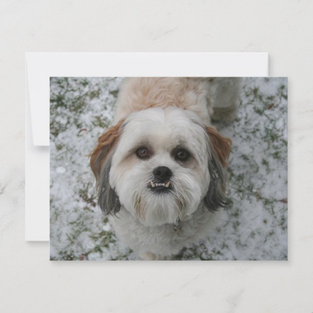 Tarjeta Festiva Shih-Tzu Navidades de vacaciones de perros adorabl (Anverso)