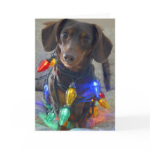 Silly Dachshund enredada en luces Navidades