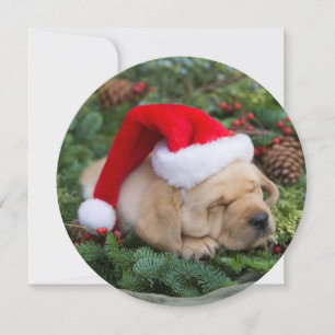 Tarjeta Festiva Sleepe Labrador Retriever Puppy Con Santa Hat