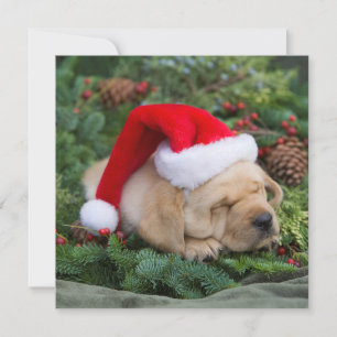 Tarjeta Festiva Sleepe Labrador Retriever Puppy Con Santa Hat