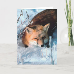 Tarjeta Festiva Snow Fox