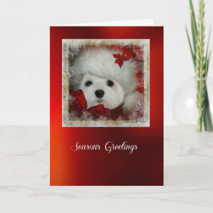 Tarjeta Festiva Snowdrop, la carta de los Navidades malteses