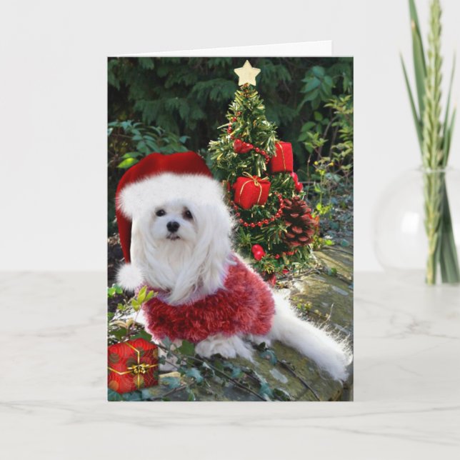 Tarjeta Festiva Snowdrop, la carta de los Navidades malteses (Anverso)