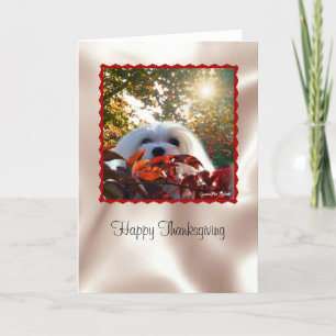 Tarjeta Festiva Snowdrop la carta maltesa de Acción de Gracias