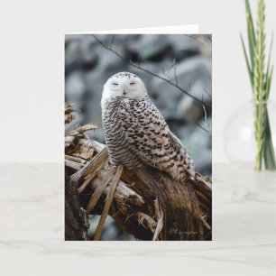 Tarjeta Festiva Snowy Owl